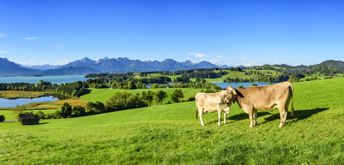 Weidewirtschaft im Ostallgäu