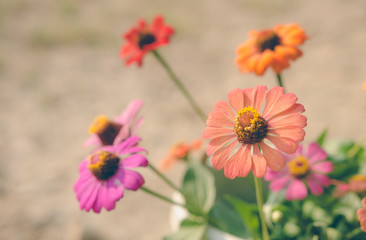 vintage zinnia flowers
