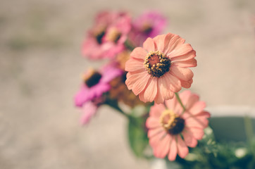 vintage zinnia flowers