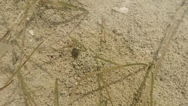 Small Marine Beetle is Moving on a Sandy Bottom of Shallow Waters