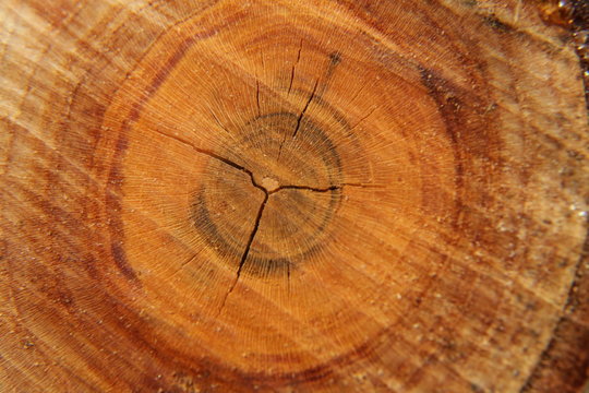 Tronco 4I1B1375 / secci&oacute;n de tronco de &aacute;rbol,mostrando diferentes c&iacute;rculos de crecimiento, en el centro presenta unas grietas en forma de cruz