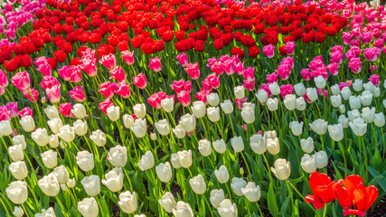 Beautiful tulips in the spring. Variety of spring flowers blooming in beautiful garden. Landscape design - the flower beds of tulips.
