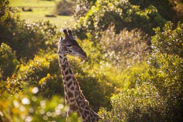Giraffe among savanna in Africa