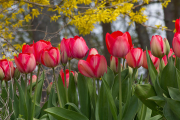 Wild red tulips at a roadside in Goettingen , Germany in spring