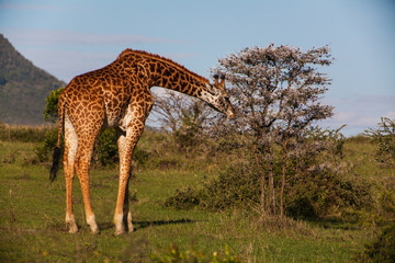 Naklejka na ściany i meble Giraffe among savanna in Africa