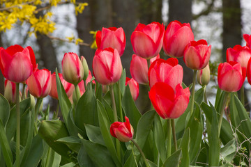 Wild red tulips at a roadside in Goettingen , Germany in spring