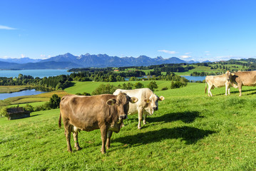 Fototapeta na wymiar grasende Kuhherde vor dem Panorama der Allgäuer Alpen
