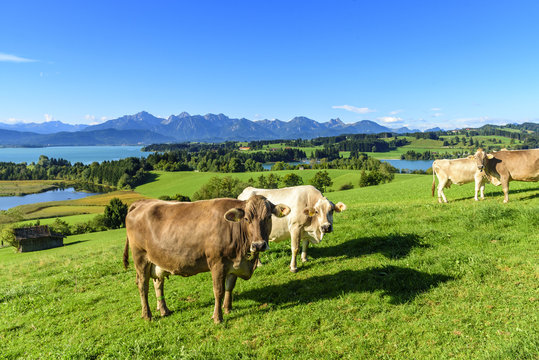grasende Kuhherde vor dem Panorama der Allgäuer Alpen