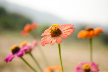 vintage zinnia flowers
