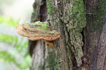 detail of a mushroom on a trunk
