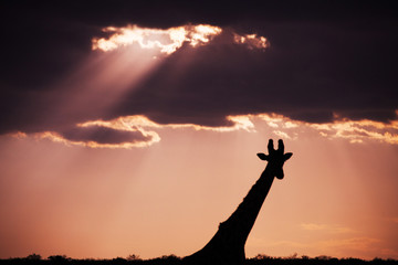 Silhouette of a giraffe in the sunset sky background