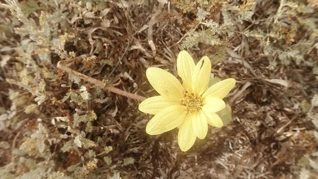 Yellow Flower With Stamens Sways in the Wind