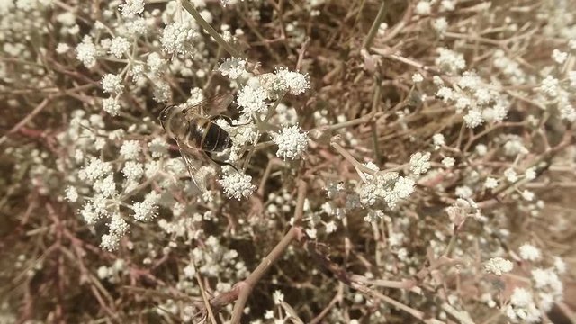 Honeybee Assembles Pollen From a Flower in Bush