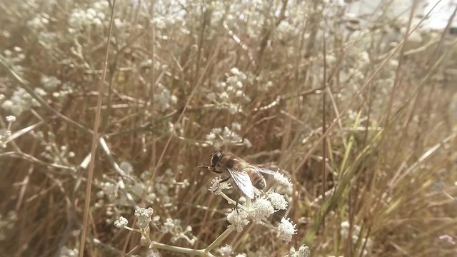 Bee Assembles Pollen From a Flower in the Bush