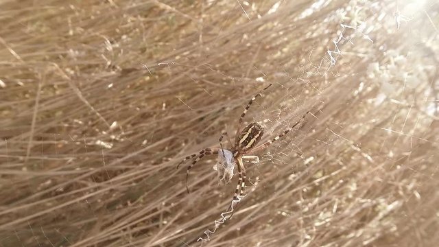 Spider Sitting on a Web of Caught Grasshopper in Bushes