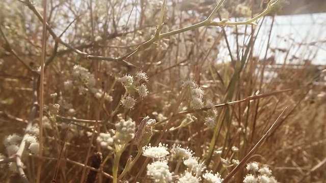 Grasshopper Flying About the Spider in Bush on the Banks of the River