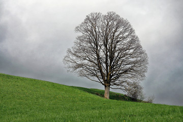 Bare tree