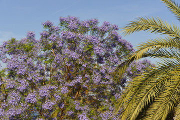 Blue Jacaranda mimosifolia tree in blooming and palm tree in French Riviera