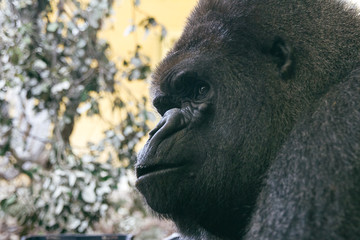 Gorilla