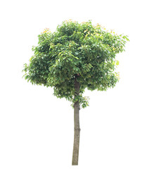 tree with old grunge antique paper texture