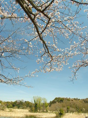 桜咲く風景