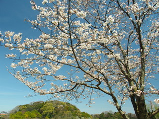 桜咲く風景