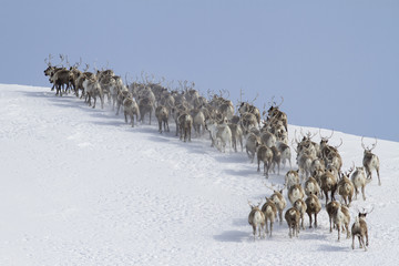 Fototapeta premium herd of reindeer running around the mountain winter sunny day