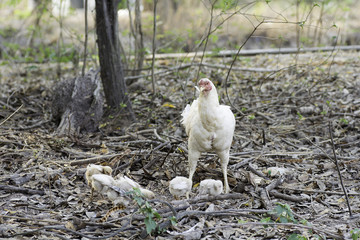 Hens on a background blur