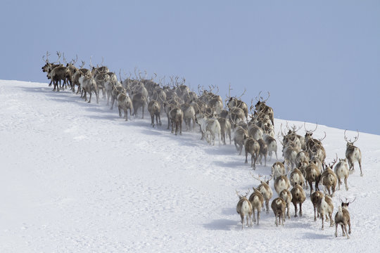 Fototapeta herd of reindeer running around the mountain winter sunny day