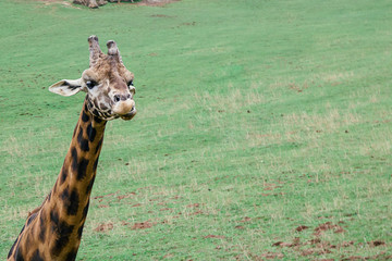 Giraffe with funny face