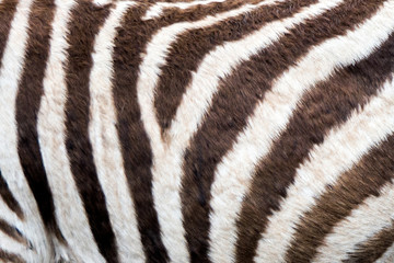 Fototapeta na wymiar Zebra skin