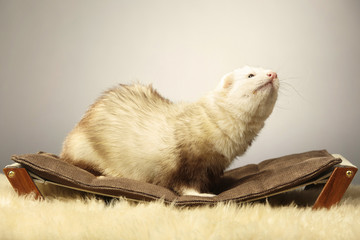 Nice champagne ferret on lounger
