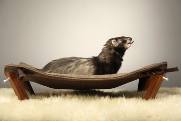 Ferret male on lounger