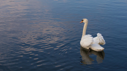 Obraz premium Höckerschwan