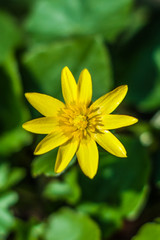 Firacia flowers closeup