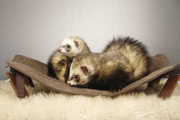 Nice ferret couple on lounger
