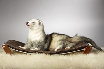 Relaxing silver ferret male