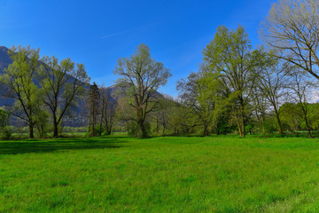 Fototapeta na wymiar Prato con alberi