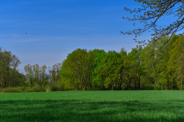 Fototapeta na wymiar Prato con alberi 