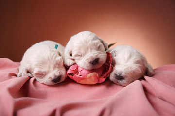 Little puppy Golden retriever