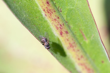 Mosca