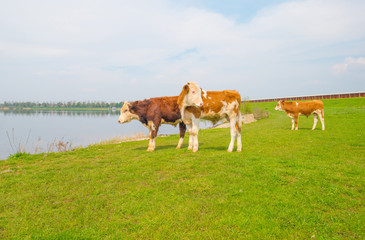 Calves along a lake in spring
