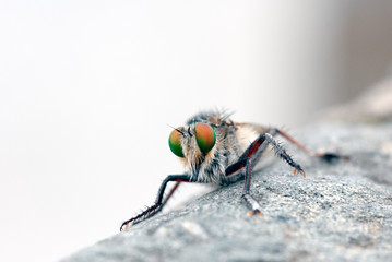 Mosca asesina (Asilus cabroniformis)