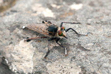 Mosca asesina (Asilus cabroniformis)