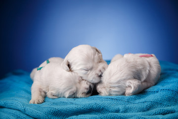 Little puppy Golden retriever