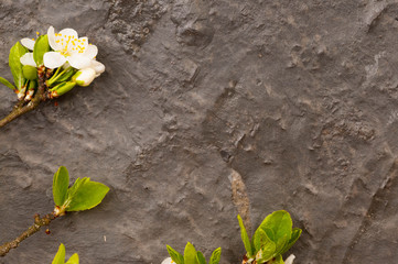 Zweige mit Blüten vor Steinplatte