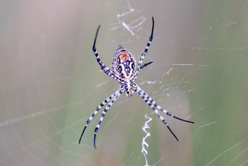 Araña