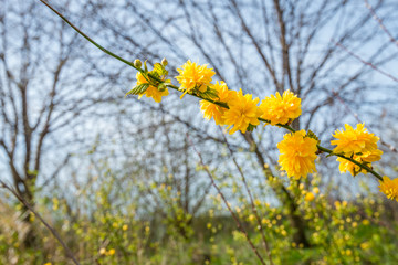 Yellow blossoming twig of a Kerria japonica shrub