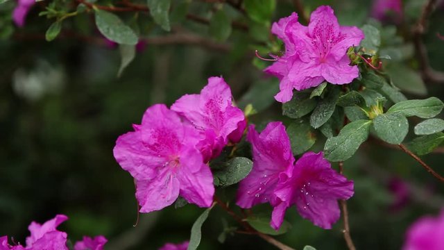 Large Purple Azalea Flowers With Water Drops on Them