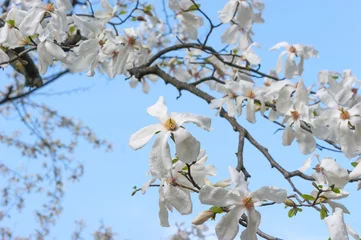 Photo sur Plexiglas Magnolia Fleur crémeuse de magnolia blanc. Belle fleur de magnolia crémeuse. Fleur de magnolia dans le jardin botanique.